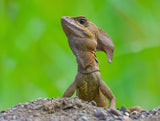 Common basilisk Poster och Canvastavla