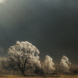 Brilliant Trees Poster och Canvastavla