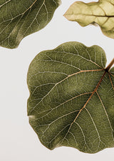 Abutifolia No2 Poster och Canvastavla