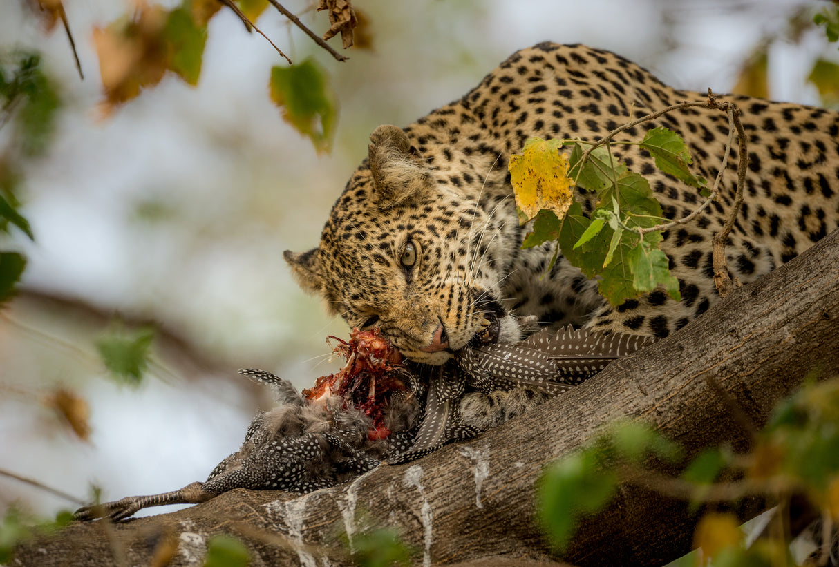 GUINEAFOWL KILL Poster och Canvastavla