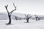Deadvlei Poster och Canvastavla
