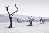 Deadvlei Poster och Canvastavla