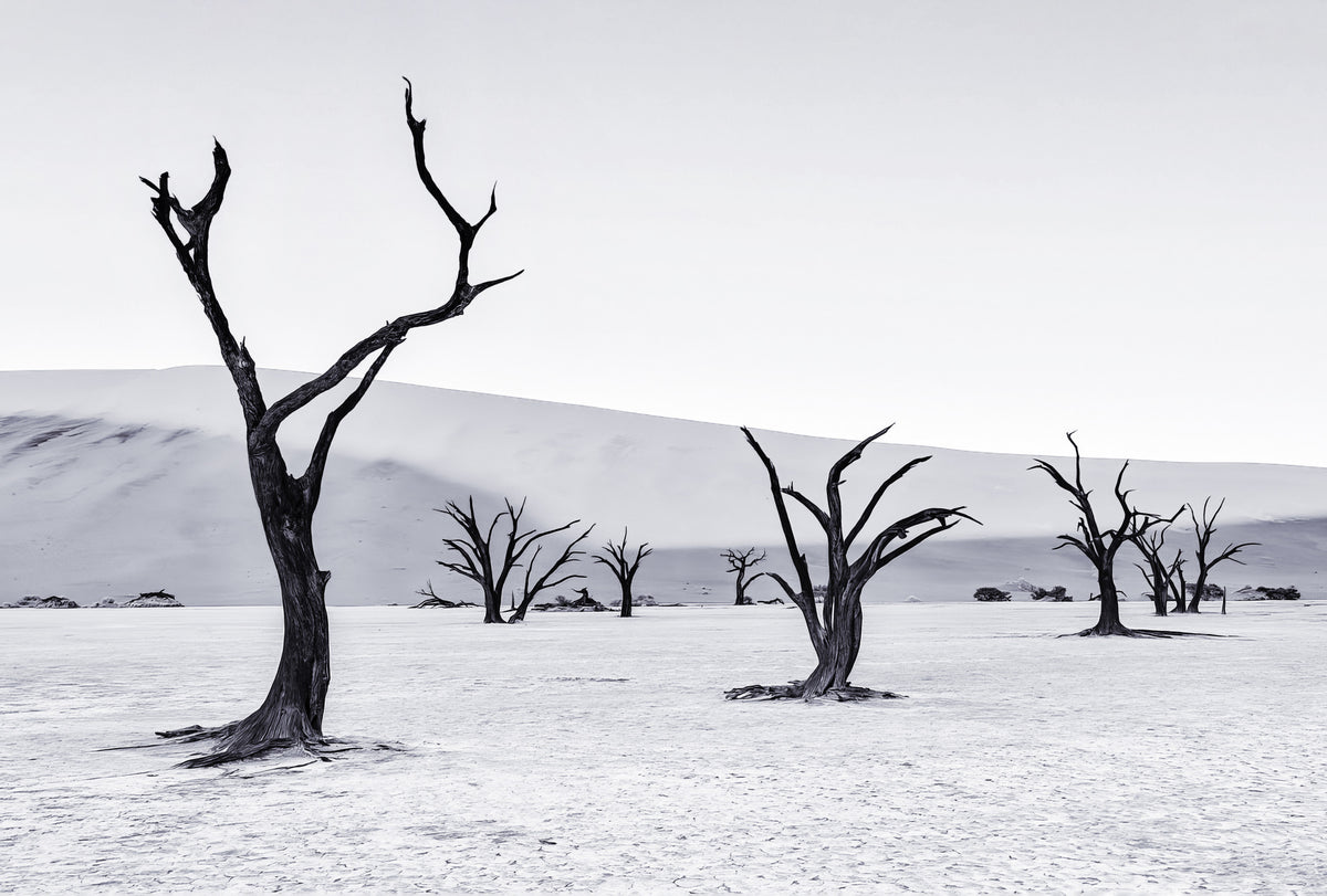 Deadvlei Poster och Canvastavla