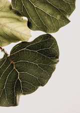 Abutifolia No1 Poster och Canvastavla