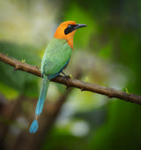 Rufous Motmot Poster och Canvastavla