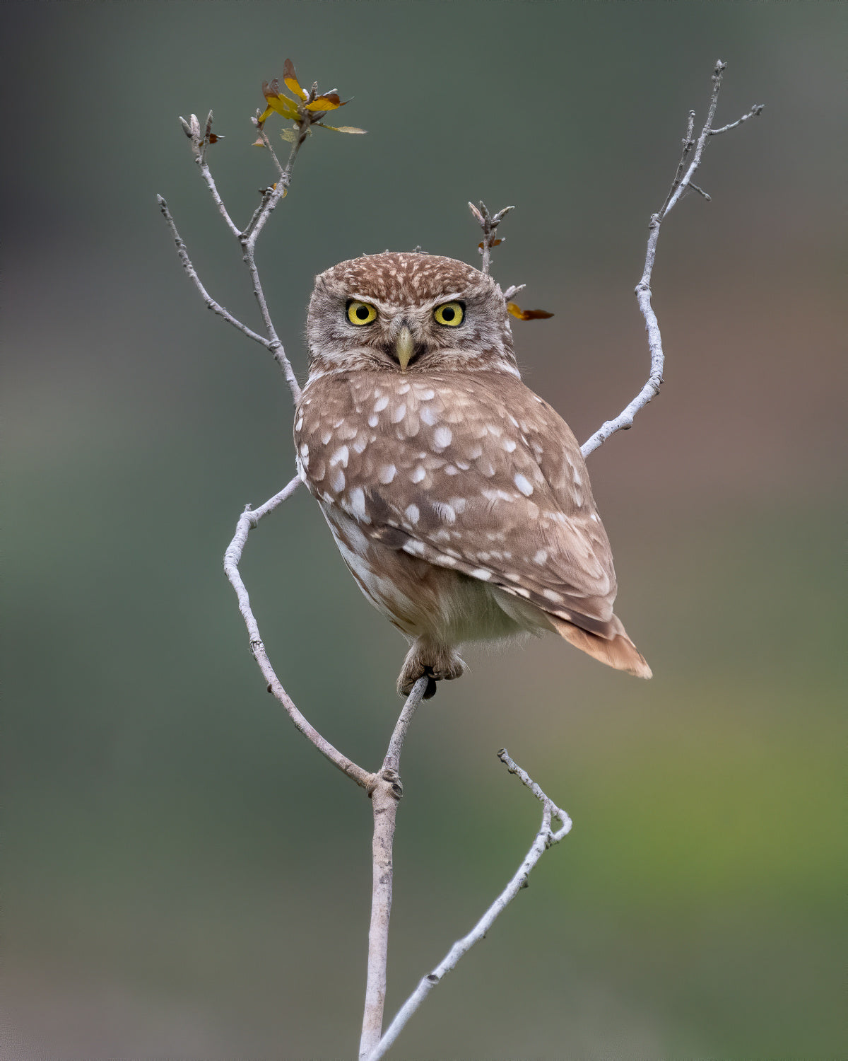 Owl Poster och Canvastavla
