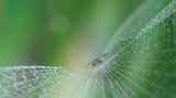 On pearls of diamonds... Poster och Canvastavla