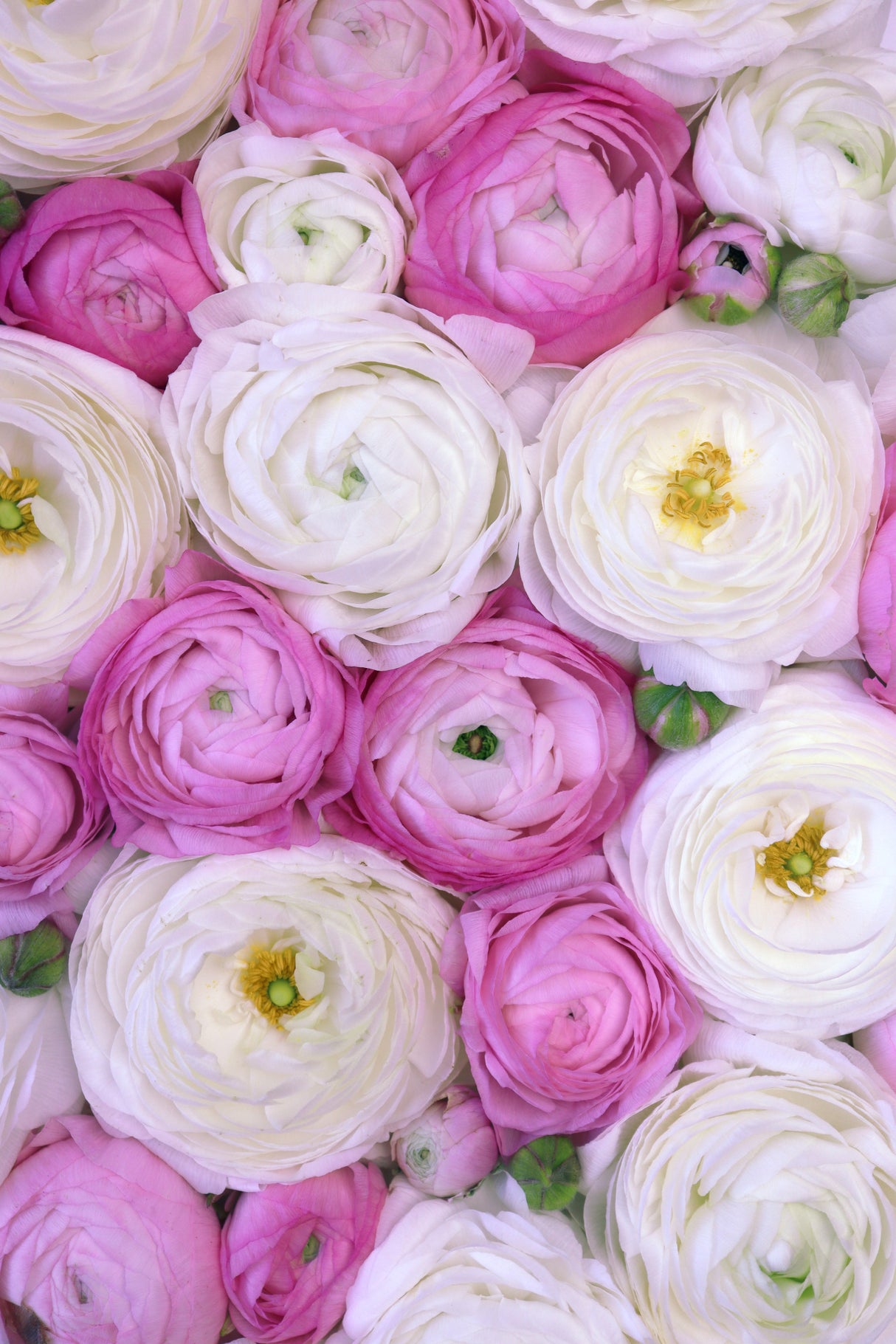 Scattered ranunculus in pink I Poster och Canvastavla