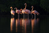 Pink Dawn Poster och Canvastavla