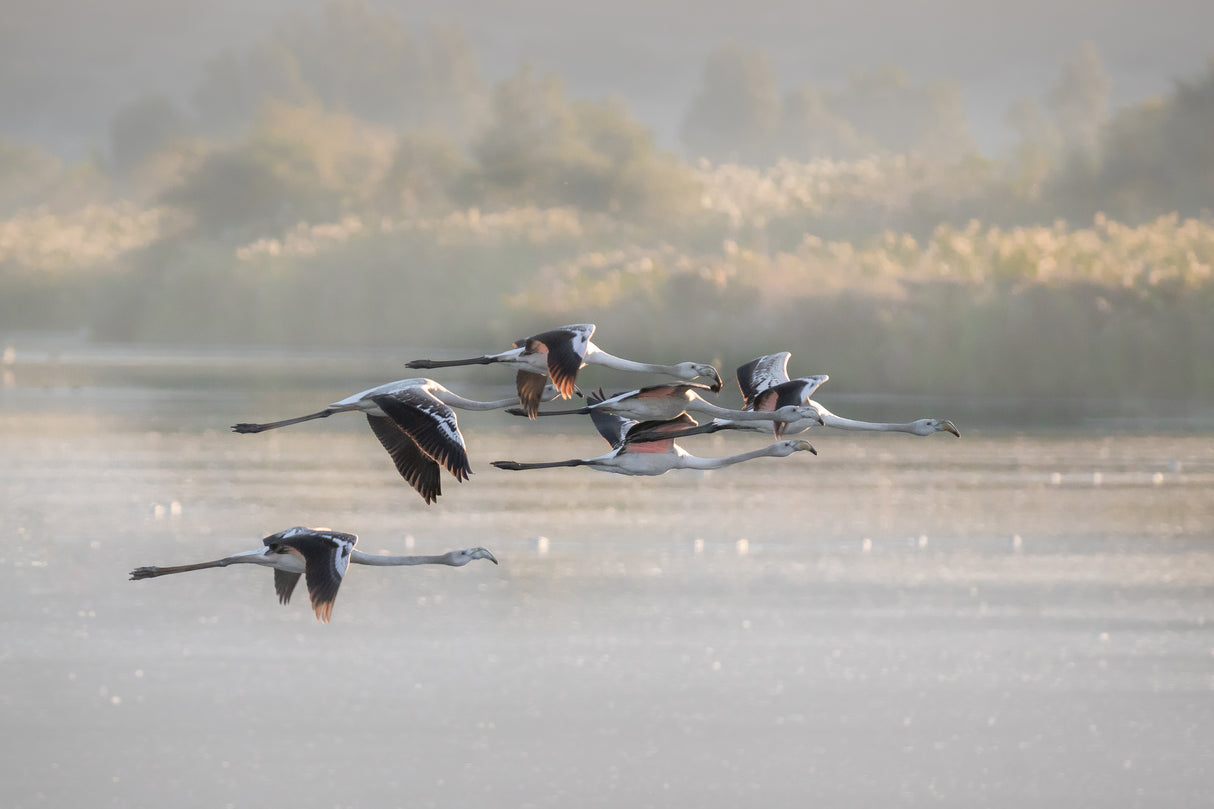 Greater Flamingos Poster och Canvastavla