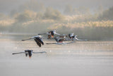Greater Flamingos Poster och Canvastavla