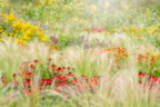 Summer reverie Poster och Canvastavla