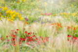 Summer reverie Poster och Canvastavla