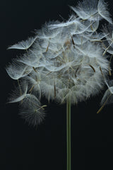 Salsify Seed Head Poster och Canvastavla