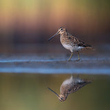 Common snipe with reflection and colorful background Poster och Canvastavla