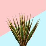 Agave 01 Poster och Canvastavla