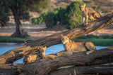 Lions can't climb trees Poster och Canvastavla