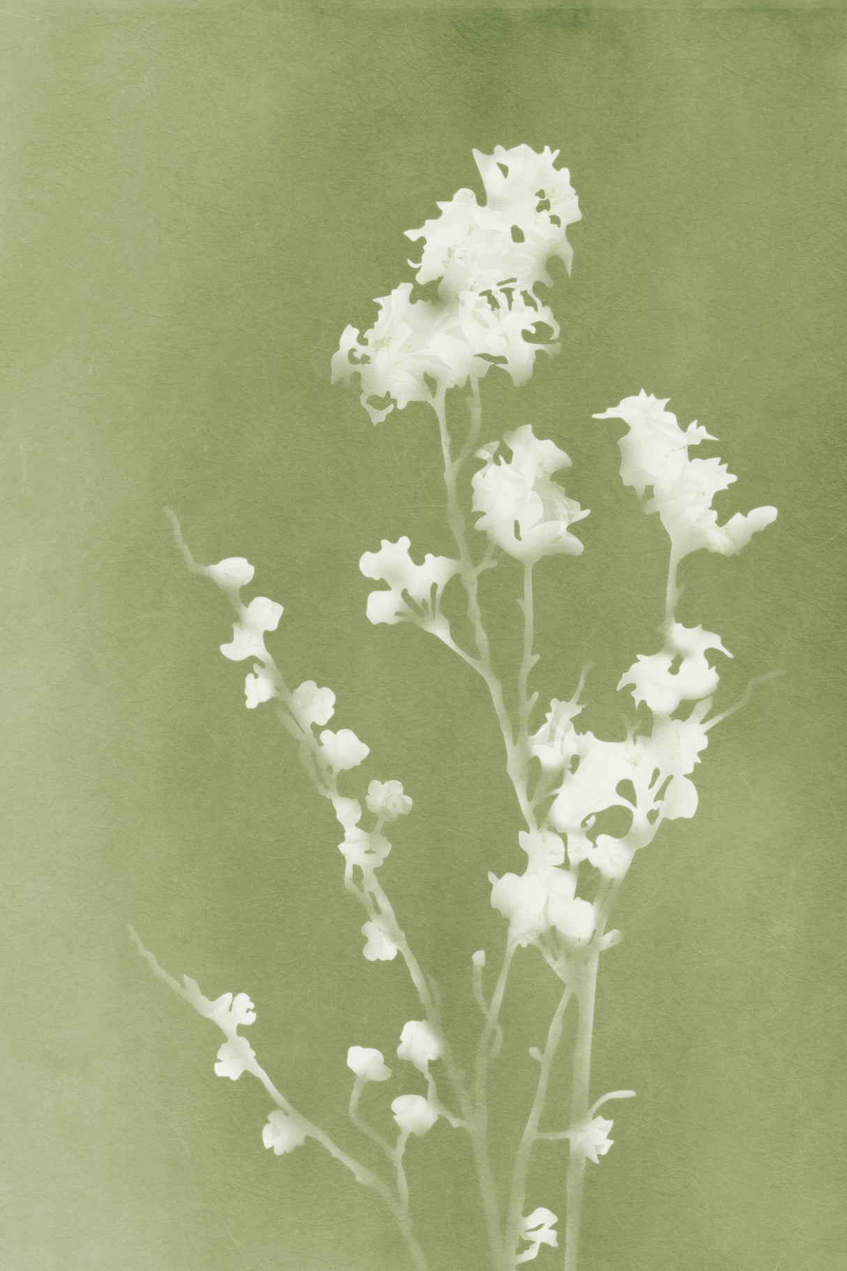 Monograph Green Flowers Poster och Canvastavla