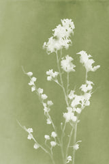 Monograph Green Flowers Poster och Canvastavla