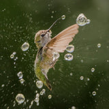 Breaking water drops Poster och Canvastavla