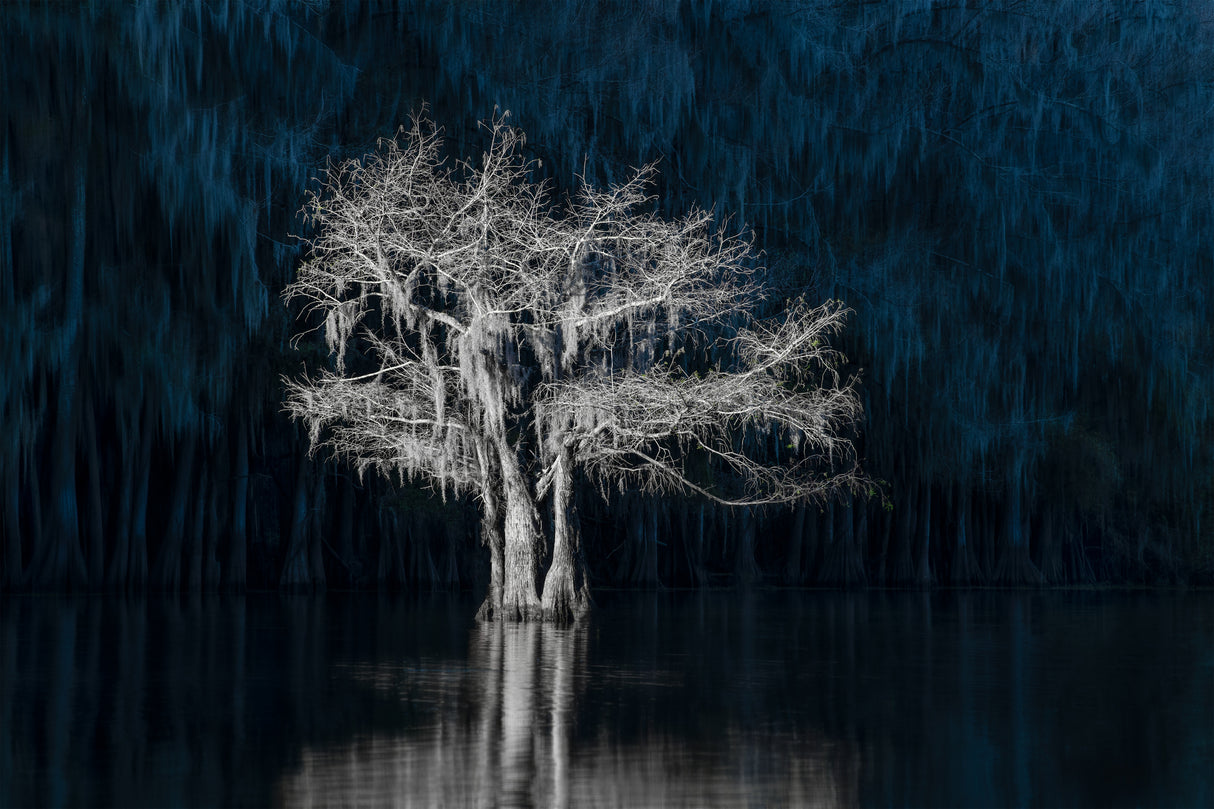 A Lonely Tree Poster och Canvastavla