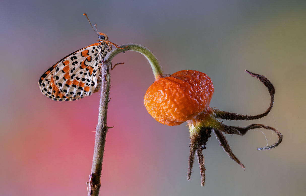 Butterfly rides octopus Poster och Canvastavla