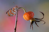 Butterfly rides octopus Poster och Canvastavla