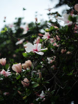 Hibiscus 01 Poster och Canvastavla