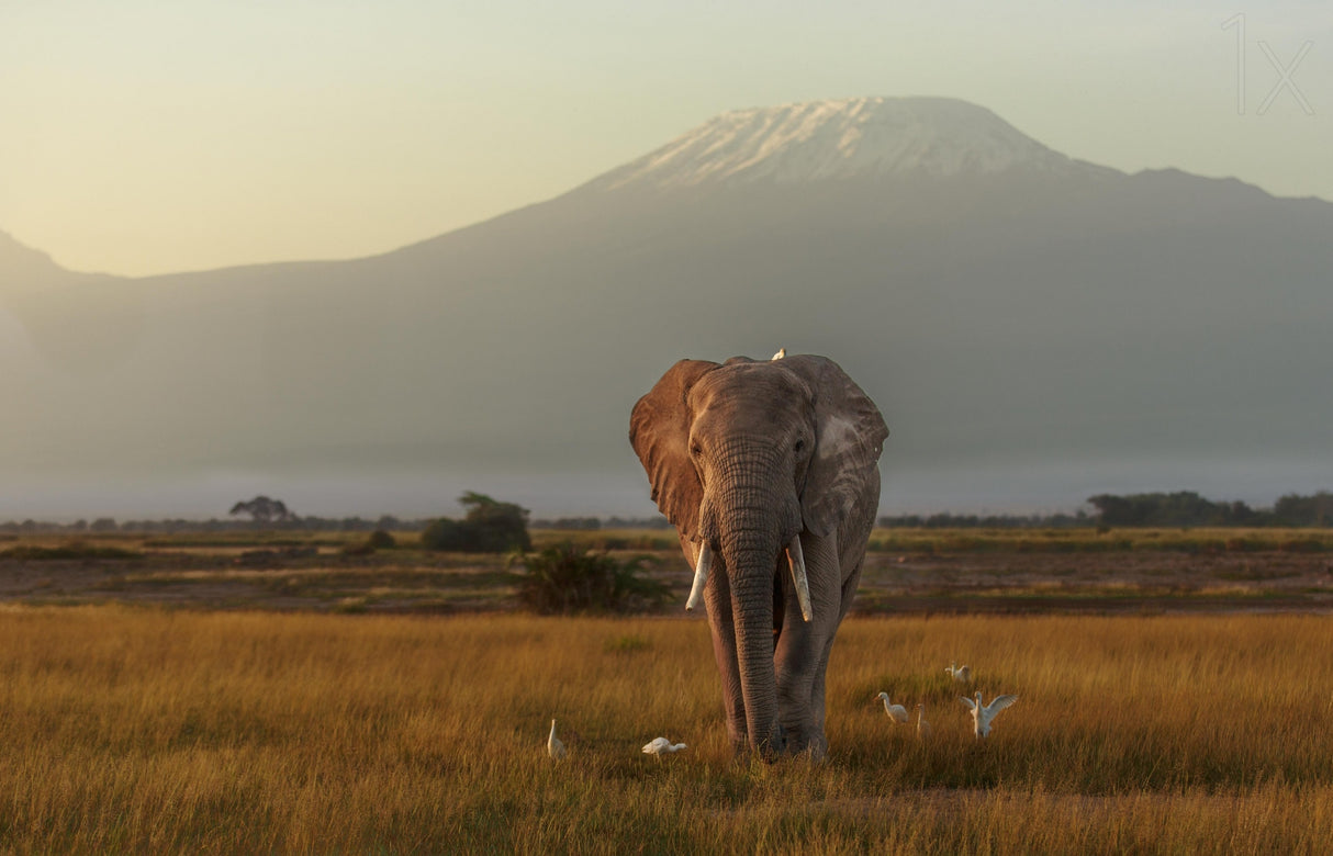 Under the roof of Africa Poster och Canvastavla