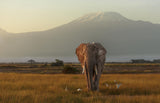 Under the roof of Africa Poster och Canvastavla