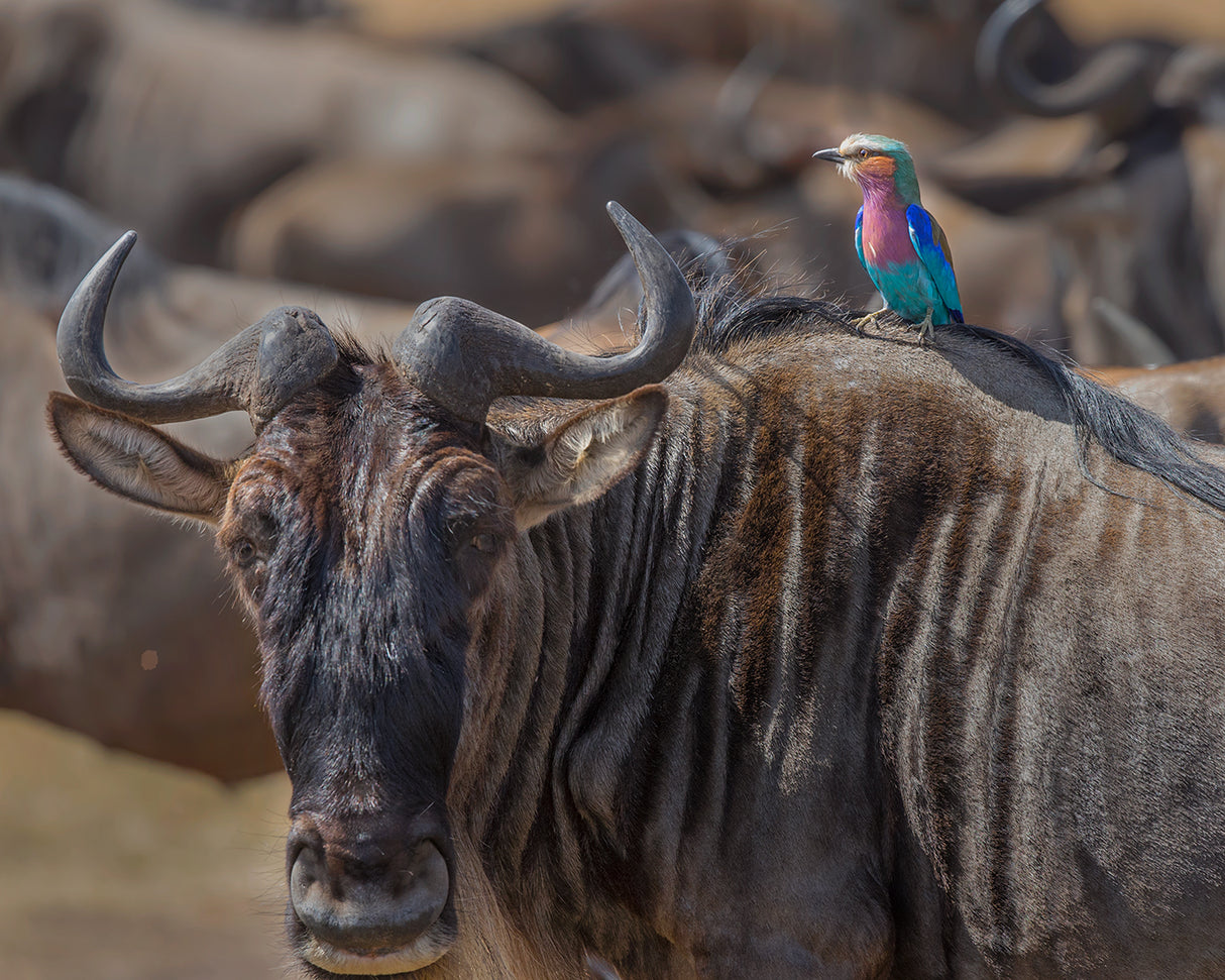 Beauty and Beest Poster och Canvastavla