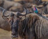 Beauty and Beest Poster och Canvastavla