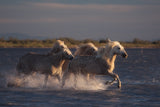 Angels of Camargue Poster och Canvastavla