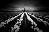 Tulip and Windmill Poster och Canvastavla