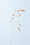 Dried single grass straw_2 Poster och Canvastavla