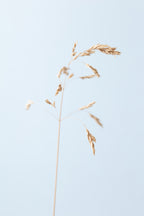 Dried single grass straw_2 Poster och Canvastavla