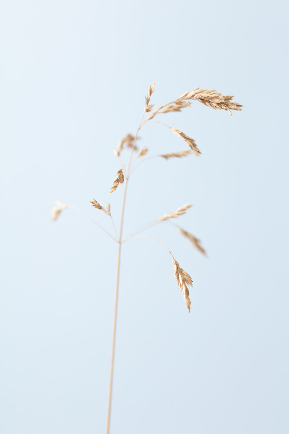 Dried single grass straw_2 Poster och Canvastavla