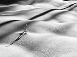 Snowshadows Poster och Canvastavla