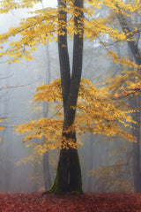 Loving trees Poster och Canvastavla