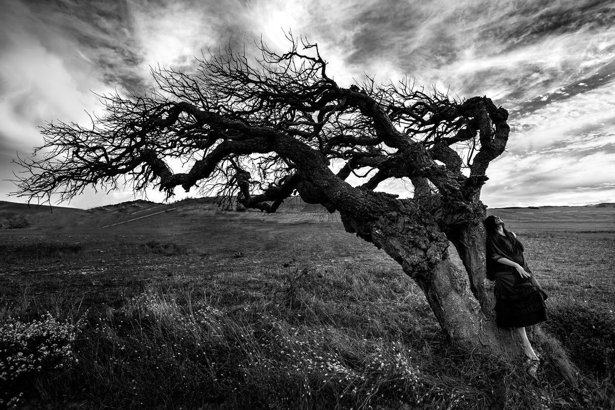 The witch's tree Poster och Canvastavla