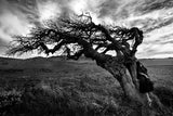 The witch's tree Poster och Canvastavla
