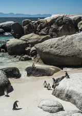 Boulders Beach Poster och Canvastavla