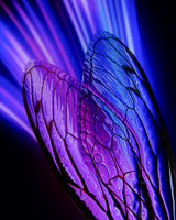 Cicada Wings Abstract Poster och Canvastavla