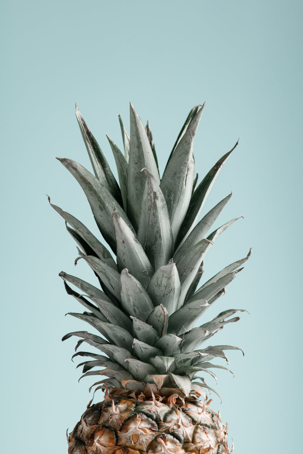 Pineapple Blue 03 Poster och Canvastavla