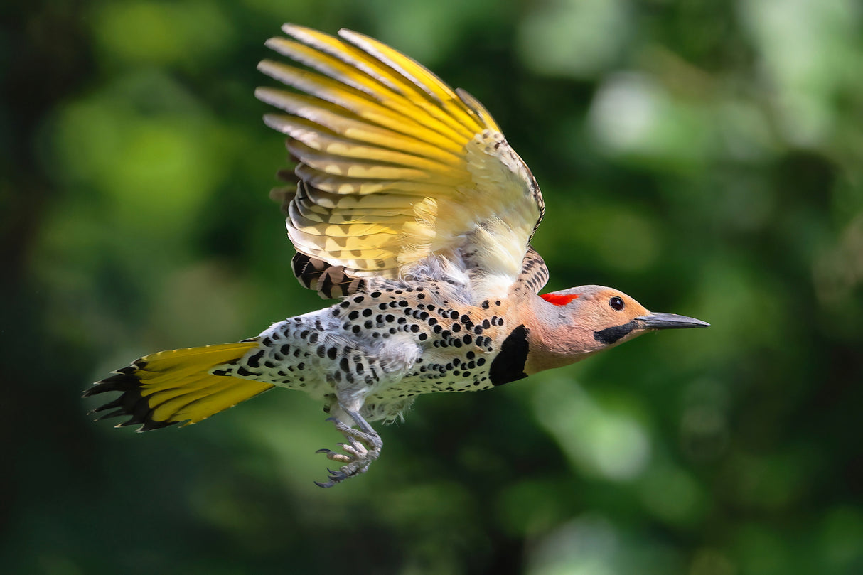 Northern Flicker Poster och Canvastavla