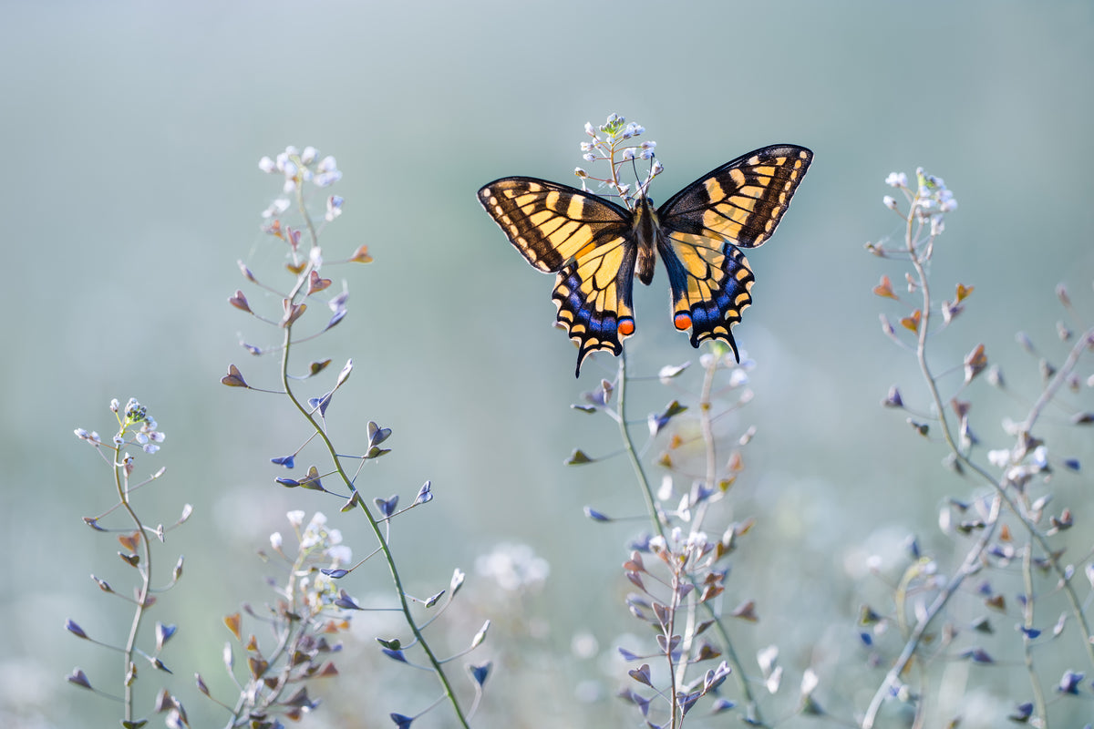 Swallowtail beauty Poster och Canvastavla