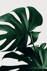 Monstera Natural 34 Poster och Canvastavla