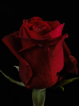 a beautiful red rose Poster och Canvastavla