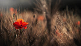 Poppy with corn Poster och Canvastavla