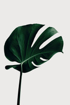 Monstera Natural 02 Poster och Canvastavla